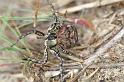 Xysticus_ferrugineus_D3000_Z_88_NP De Hoge Veluwe_Nederland